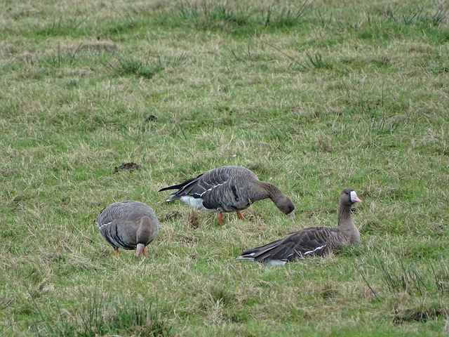 穆西亚拉 穆西亚拉
