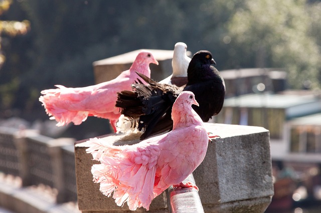 不仅仅是个 不仅仅是个