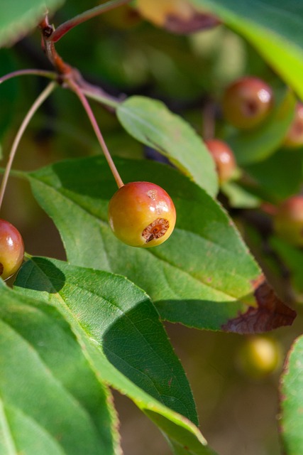 毛球队在全 毛球队在全